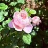lychee_rose